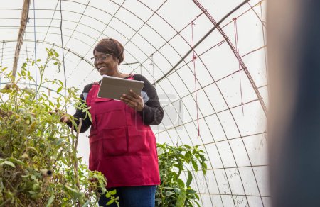 Eine technisch versierte Seniorin mit Brille überwacht mit einem Tablet das Pflanzenwachstum in einem Gewächshaus.