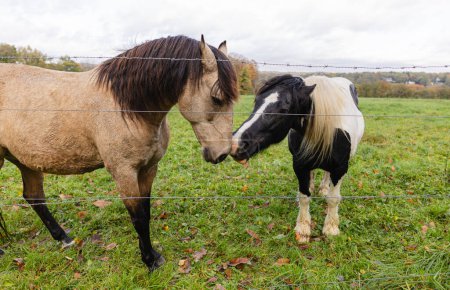 A duo of horses share a gentle moment on a vibrant autumnal pasture, separated by a fence.