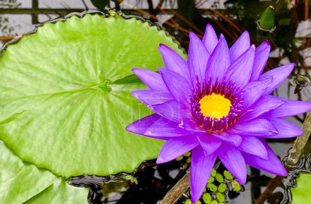 Téléchargez les photos : Belle fleur de lotus dans le jardin botanique d'Iéna - en image libre de droit