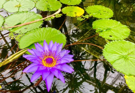 Téléchargez les photos : Belle fleur de lotus dans le jardin botanique d'Iéna - en image libre de droit