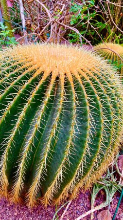 Téléchargez les photos : D'énormes cactus dans l'un des plus anciens jardins botaniques du monde à Iéna - en image libre de droit