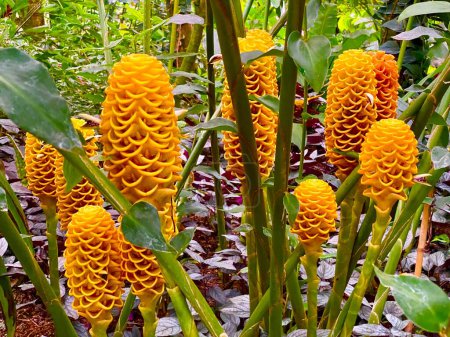 Téléchargez les photos : Belle fleur exotique dans le jardin botanique d'Iéna - en image libre de droit