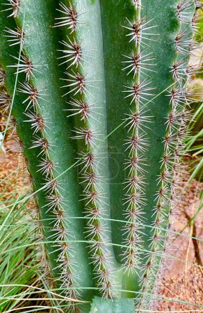 Téléchargez les photos : D'énormes cactus dans l'un des plus anciens jardins botaniques du monde à Iéna - en image libre de droit
