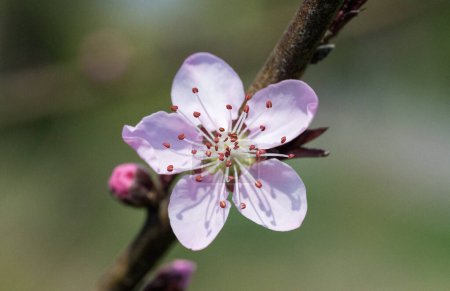 la flor de sakura está floreciendo