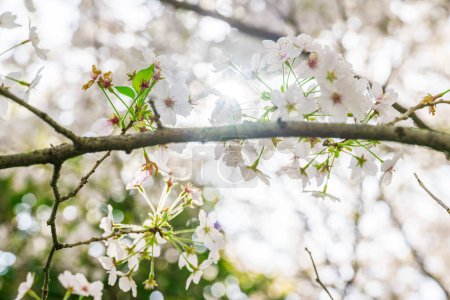 Foto de La flor de sakura está floreciendo - Imagen libre de derechos