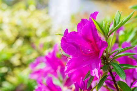 Photo for The flower of azalea is blooming - Royalty Free Image