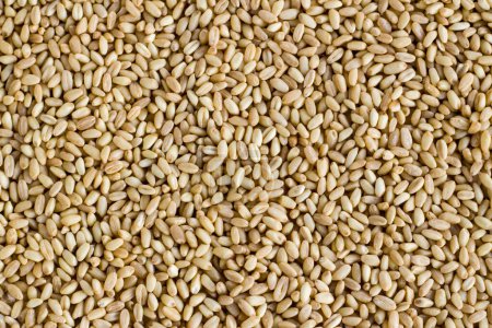 Photo for Close up taken of natural wheat grains background,harvest concept. - Royalty Free Image
