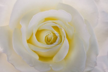 Photo for A soft white rose whose center has not yet bloomed,fulled frame - Royalty Free Image