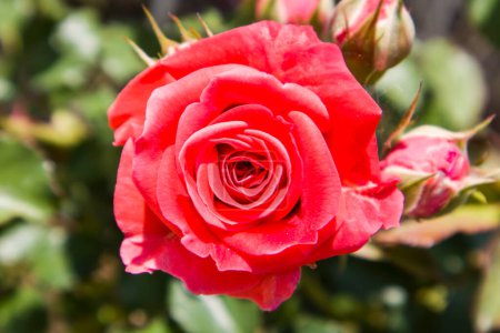 Téléchargez les photos : Une rose, dont le milieu n'a pas encore fleuri, aux feuilles vertes, - en image libre de droit