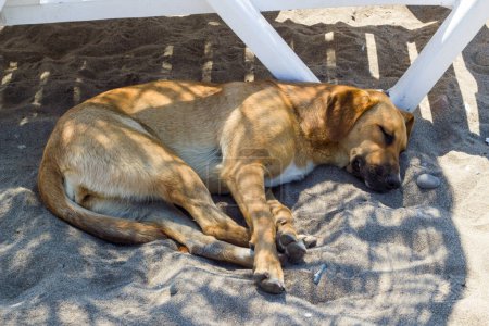 Téléchargez les photos : Un chien errant dort sous un parapluie à côté d'un transat sur la plage - en image libre de droit