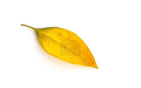 Téléchargez les photos : Vue détaillée de la face avant de la feuille d'automne jaune séchée, sur la surface blanche - en image libre de droit