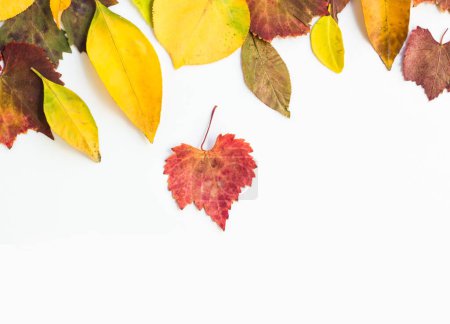 Téléchargez les photos : Conçu feuilles colorées de l'automne sur surface blanche avec espace de copie - en image libre de droit