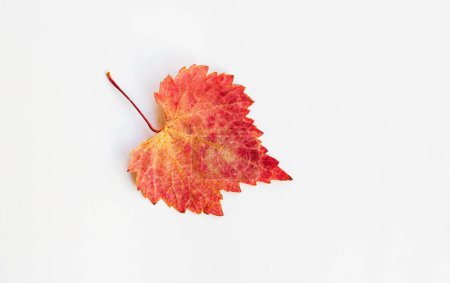 Téléchargez les photos : Vue détaillée de la face avant de la feuille d'automne rouge séchée, sur une surface blanche avec espace de copie - en image libre de droit