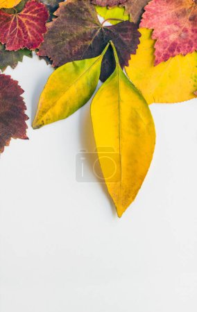 Téléchargez les photos : Conçu feuilles colorées d'automne sur surface blanche avec espace de copie, image verticale - en image libre de droit