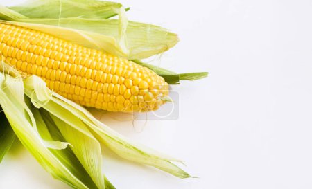 Téléchargez les photos : Cob de maïs frais, naturel et sucré avec feuilles sur surface blanche avec espace de copie - en image libre de droit