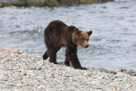 Ussuri oso marrón Ursus arctos lasiotus. oso pardo en la playa por la mañana Península de Shiretoko. Hokkaido. Japón.