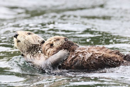 Sea Otter (Enhydra lutris) Isla Vancouver, Columbia Británica, Canadá 