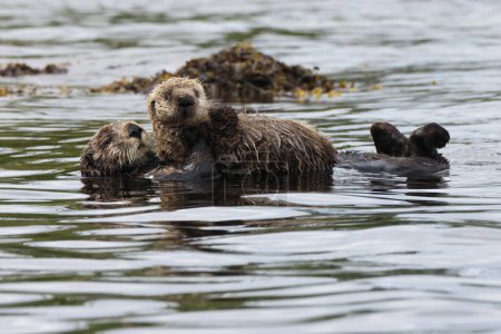 Sea Otter (Enhydra lutris) Vancouver Island, British Columbia, Canada 