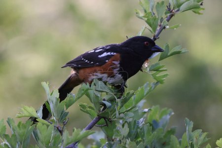  Spotted Towhee (Pipilo maculatus) Isla Vancouver, Columbia Británica, Canadá 