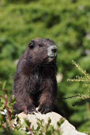 Marmotte de l'île de Vancouver (Marmota vancouverensis) Mount Washington, île de Vancouver, C.-B., Canada