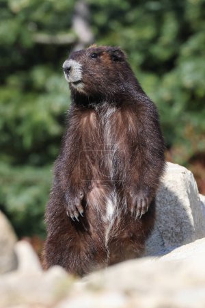 Vancouver Island Marmot (Marmota vjalá verensis) Mount Washington, Vancouver Island, BC, Canadá