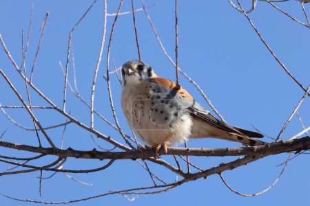 Amerikanischer Turmfalke (Falco sparverius) Bosque del Apache National Wildlife Refuge, New Mexico, USA