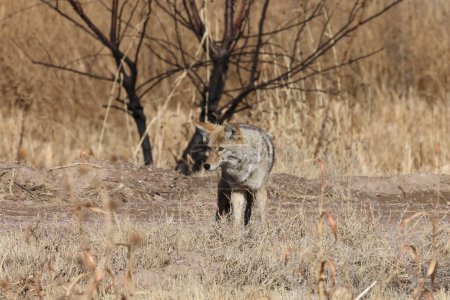 Kojote im Nationalpark Bosque del Apache in New Mexico USA