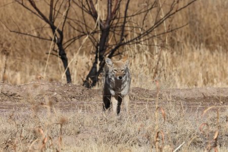 Kojote im Nationalpark Bosque del Apache in New Mexico USA