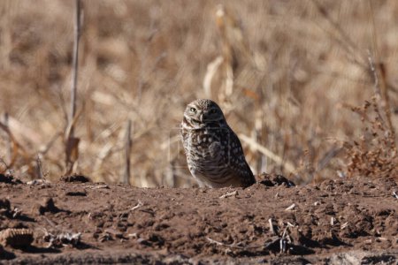  Burrowing Owl (Athene cunicularia)  Bosque del Apache,wildlife reserve , New Mexico,USA