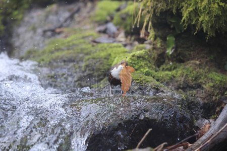 white-throated dipper germany
