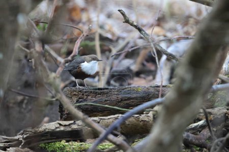 white-throated dipper germany