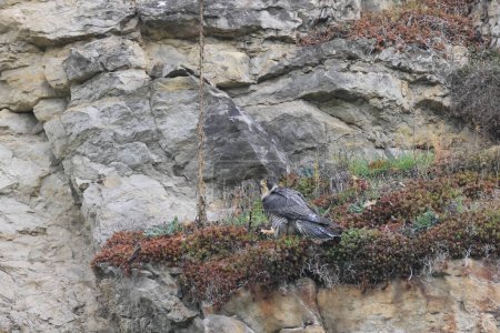 Halcón peregrino (Falco peregrinus) Alemania, Baden-Wuerttemberg
