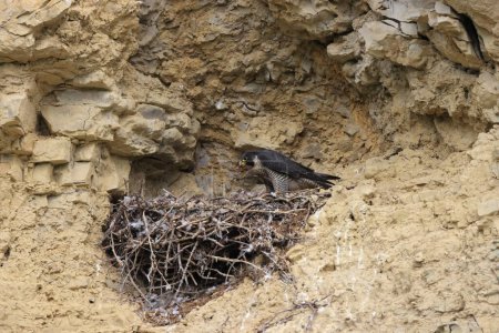 Faucon pèlerin (Falco peregrinus) nourrissant des poussins au nid Allemagne, Bade-Wurtemberg