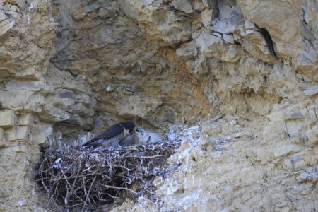 Falcon peregrino (Falco peregrinus) alimentando pollitos en el nido Alemania, Baden-Wuerttemberg