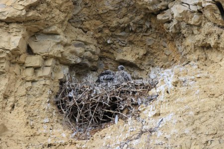 Falcon peregrino (Falco peregrinus) polluelos en el nido Alemania, Baden-Wuerttemberg