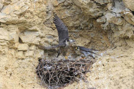 Halcón Peregrino (Falco peregrinus), hembra y macho con presa en el nido Alemania, Baden-Wuerttemberg