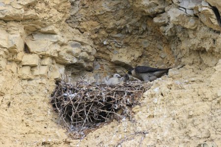 Halcón peregrino (Falco peregrinus) polluelos hembra en el nido Alemania, Baden-Wuerttemberg