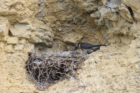 Faucon pèlerin (Falco peregrinus) Poussins femelles au nid Allemagne, Bade-Wurtemberg