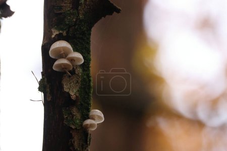 Oudemansiella mucida dans la forêt de hêtres d'automne Allemagne 