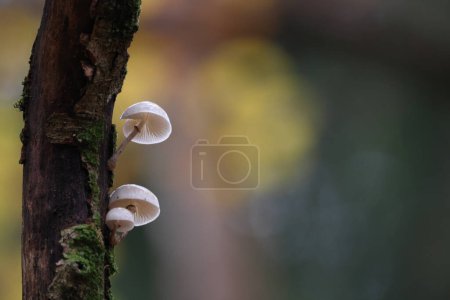 Oudemansiella mucida in the autumn beech forest Germany 