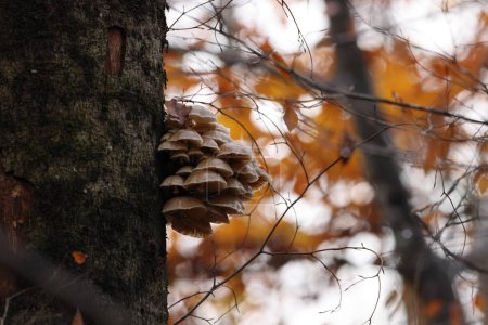 Oudemansiella mucida en el bosque de hayas de otoño Alemania 