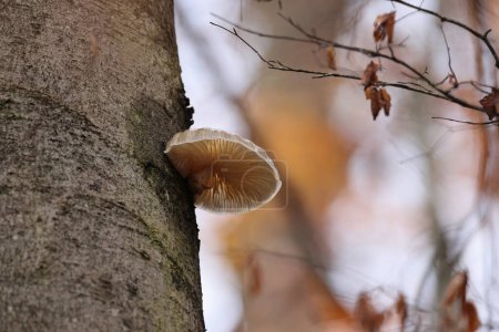 Oudemansiella mucida en el bosque de hayas de otoño Alemania 