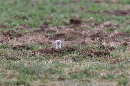 stoat (Mustela erminea), belette à queue courte Allemagne