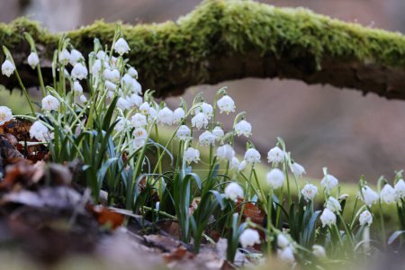 Leucojum vernum, called the spring snowflake  Swabian Alps  Germany