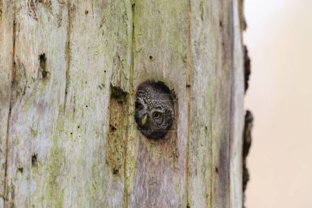 Male Pygmy Owl (Glaucidium passerinum) looks out of the breeding cave, Swabian Alb, Germany