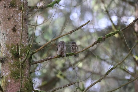  Pygmy Owl (Glaucidium passerinum) couple Swabian Alb, Germany