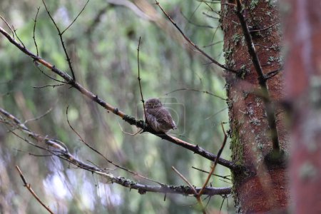 Female Pygmy Owl (Glaucidium passerinum) Swabian Alb, Germany