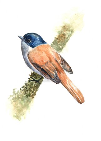 Téléchargez les photos : Watercolor small bird on branch of tree. Illustration handmade on white background. - en image libre de droit