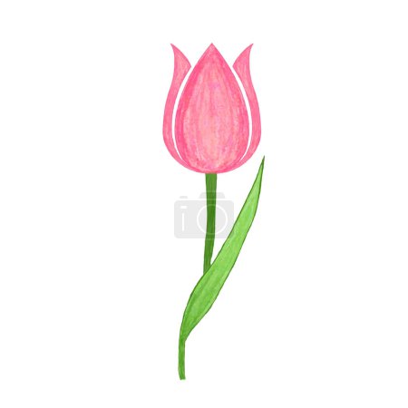 Téléchargez les photos : Tulipes sur fond blanc. Illustration vectorielle
. - en image libre de droit