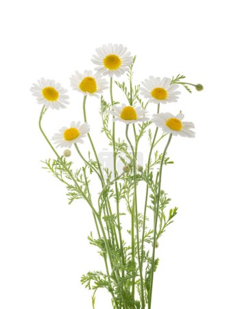 Téléchargez les photos : Chamomiles fleur de marguerite isolée sur fond blanc sans ombre avec chemin de coupe - en image libre de droit